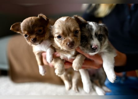 Supersüßes Mini Chihuahua Mädchen