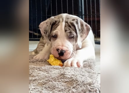 Superschöne nicht ganz reinrassige Deutsche Doggenwelpen können bald ausziehen