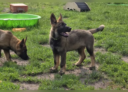 Dunkelgraue Schäferhunde aus Kör-u.Leistungzucht