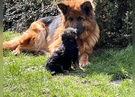 Deutsche Schäferhunde Langstockhaar