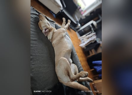 Labradorwelpen suchen bestes Zuhause