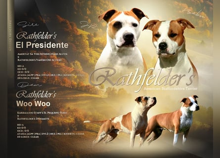 American Staffordshire Terrier Welpen (VDH/FCI)