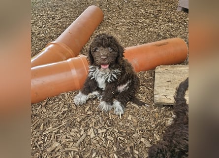 Lagotto Romagnolo Welpen (Rüde und Hündin) vom Fichtelhof