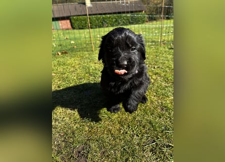 Wunderschöner Golden Retriever - Labrador Mix Welpe