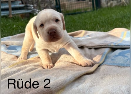 Labrador Welpen Rüden