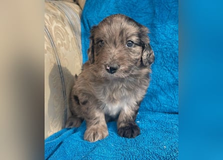 Aussiedoodle Welpen mini / medium F1