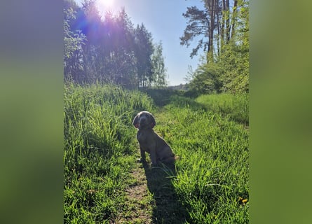 zuckersüße Weimaranerwelpen