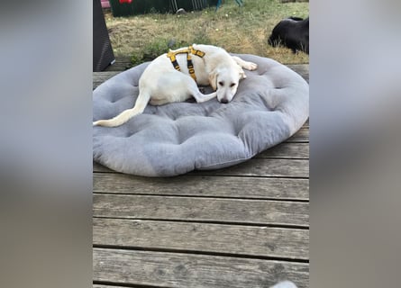 Wayne: Familienhund und treuer Begleiter