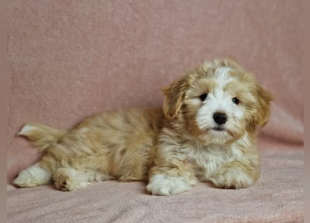 Maltipoo Welpen zuckersüß