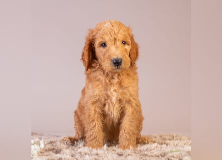 GoldenDoodle - medium mit welligem - lockigem Fell