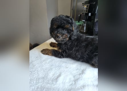 *Reinrassige*Toypudel*Toy-Pudel*sind bereit für neue Abenteuer*
