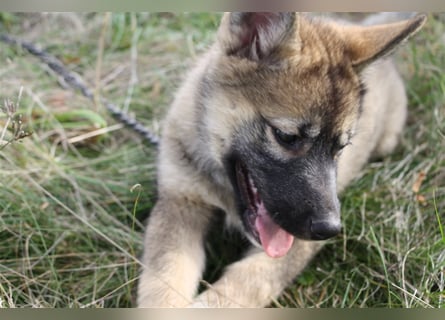 Eurasier - A. Malamute Hybrid-Welpe: Hündin, Name: Ajuma