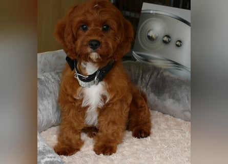 Wunderschöne Cavapoo Welpen F1 (Toypudel/Zwergpudel + Cavalier King Charles Spaniel) mit Ahnentafel