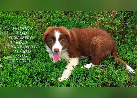 Border Collie-Welpen , black-,choco-,red-white und red-merle