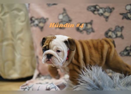 Wunderschöne & Freiatmende Englische Bulldogge Babys