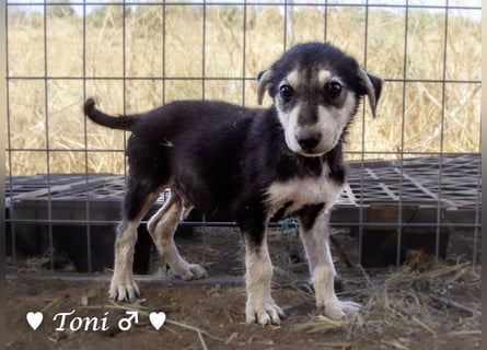 Teddy und seine Geschwister suchen ab September ein Zuhause