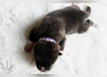 Akita Inu Welpen | A-Wurf | Japan Akita | Ahnentafel | VDH 