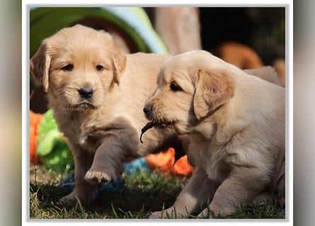 Golden Retriever Welpen vom Thüringer Wald
