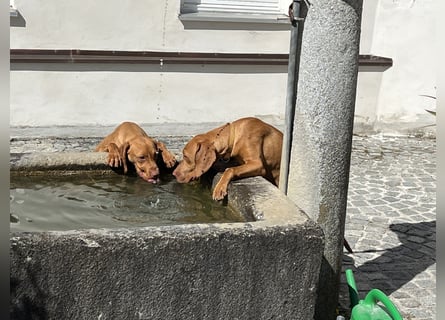Magyar Vizsla Welpen in Erwartung