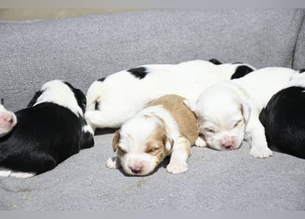 traumhaft hübscher Tibet Terrier Welpen aus erfahrender Zucht  sind geboren dürfen im Juni ausziehen