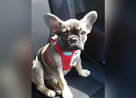 Liebevolles Zuhause gesucht