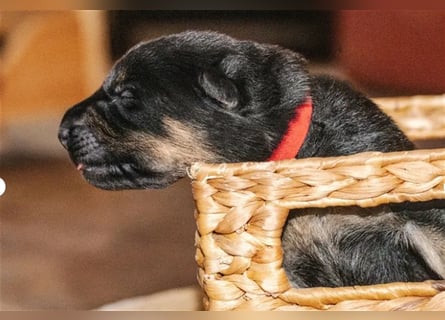 Topverpaarung Deutscher Schäferhund Welpen reinrassig Leistungslinie DDR HD/ED frei!