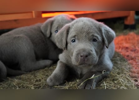 Labrador silber Welpen mit Ahnennachweis 12.08.24 geboren