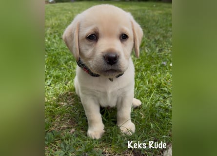Labrador Retriever Welpen, reinrassig, Ahnenpass uvm., schwarz und gelb