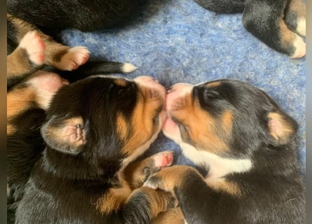 Wunderschöne Swissydog-Welpen mit Papieren - THERAPIEBEGLEITHUNDGEEIGNET
