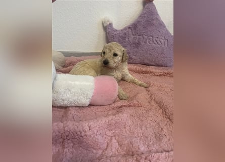 Wunderschöne Goldendoodle Welpen zu verkaufen Abgabe frühestens ab 06.12.24