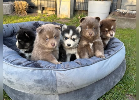 Zauberhafte Pomsky Welpen suchen ihr neues Zuhause! (ab 22.05.2025)