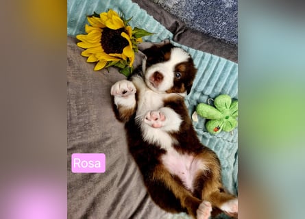 Australian Shepherd Wurfankündigung