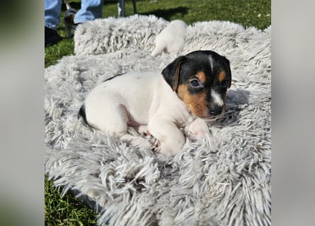 5 wunderschöne Jack Russel Terrier Welpen