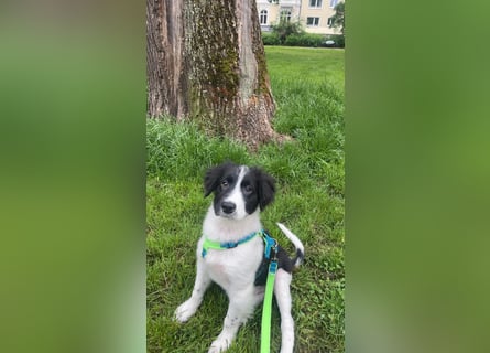 Loki – kleiner Abenteurer mit großem Herz sucht sein Für-Immer-Zuhause
