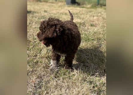 Lagotto Romagnolo – Hochwertige Welpen aus der registrierten Zuchtstätte King of the Truffles