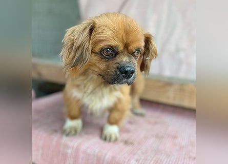 ❤️ kleiner Herzensbrecher PADDY - 8 Jahre, 30cm/8kg - Pekinese