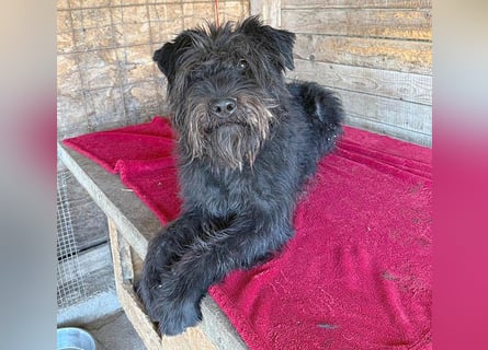 superlieber Kuschelbär OSKAR - 4,5 Jahre, 53cm/16kg - Schnauzer-Mix