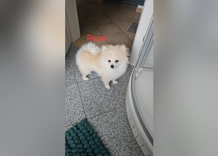 Pomeranian Spitz