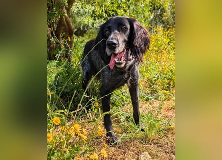 Jordan,kinderlieber, verschmuster English-Setter-Mix
