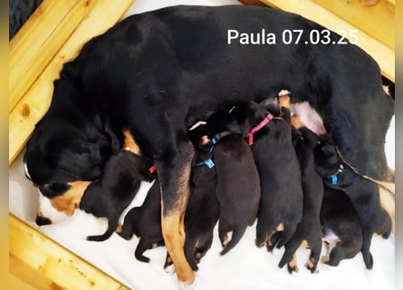 Appenzeller Sennenhund Welpe Rüde reinrassig sucht ein liebevolles Zuhause