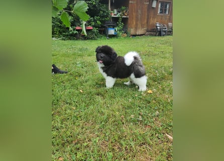 Amerikanische Akita