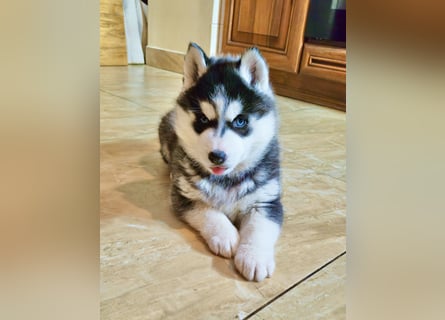 FCI Pedigree Blue Eyed Black & White Siberian Husky Champion Puppy