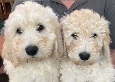 Abgabebereite Goldendoodle & Labradoodle Labrador+Golden+Retriever+Pudel Welpen