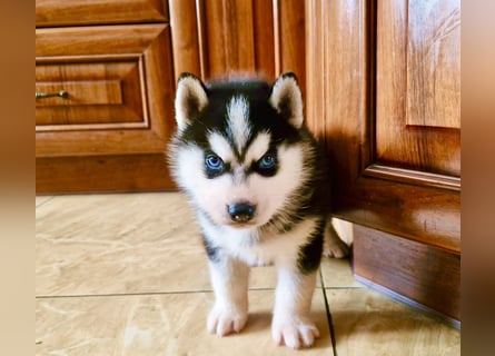FCI Pedigree Blue Eyed Black & White Siberian Husky Champion Puppy