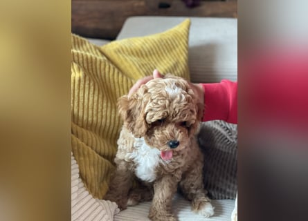 Bereits super erzogene Labradoodle Welpen -abgabebereit-
