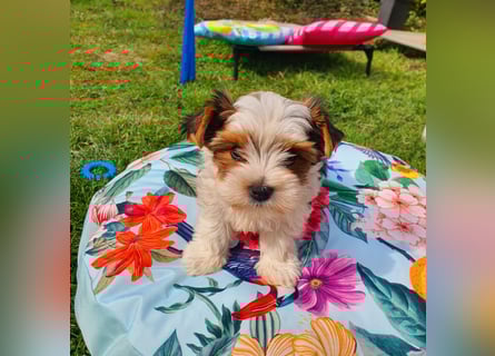 Biewer Yorkshire Terrier a la PomPon reinrassig / selten