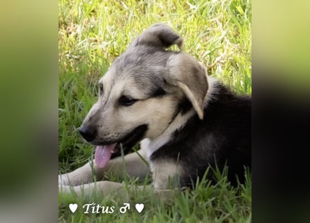 Teddy und seine Geschwister suchen ab September ein Zuhause