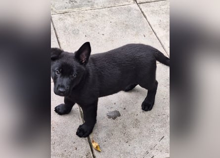 schwarze Schäferhunde aus Leistungszucht