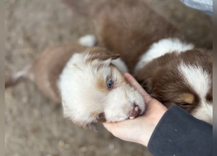 Australian Shepherd Something Special