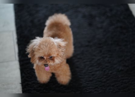 Charmante Toypudel Hündin (4 Jahre, Pudel) sucht liebevolles Zuhause